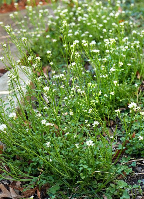 Weed Watch: What are those tiny white flowers blooming in my lawn?