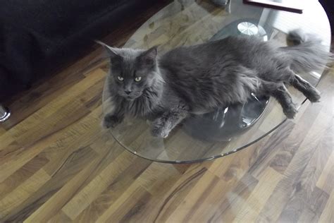 BernersennenpäärchenEin ganz liebes Bernersen in Riedbach | Tiere ...