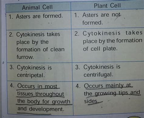 How does mitotic division in a animal cell different from the mitotic ...