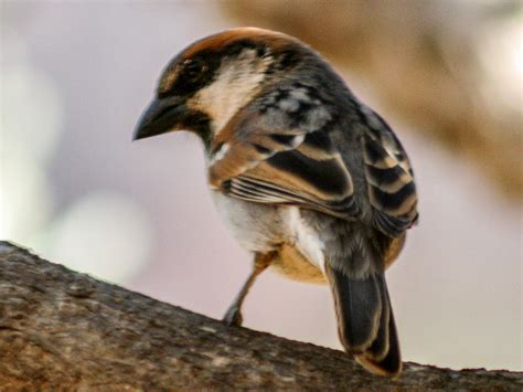 Socotra Sparrow - eBird