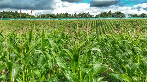 Why a Zimbabwean farming project failed: lessons for rural innovation - Zimbabwe Situation