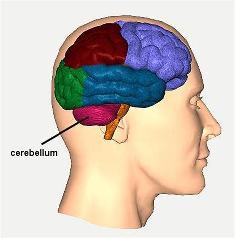 Pictures Of Cerebellum