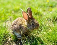 Image result for Raising Wild Baby Rabbits