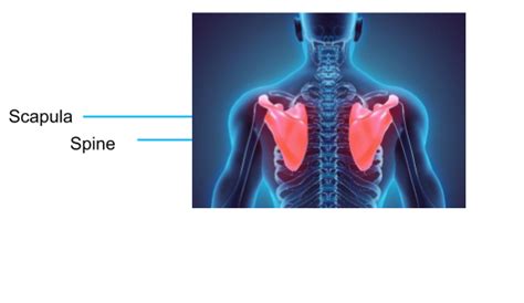 Appendicular Skeleton: Bones & Structure