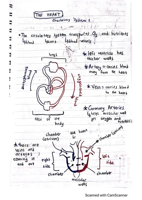 Heart Function GCSE 的图像结果