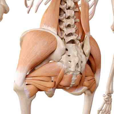 Image result for Lower Back Hip Muscles