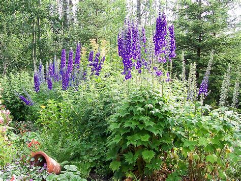 Perennials That Like Shade