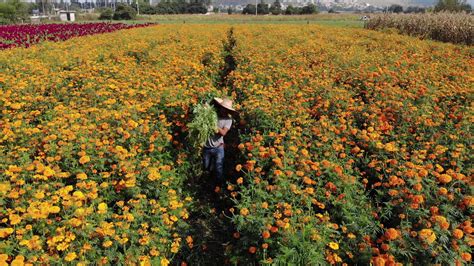 Amar Hasta a la Muerte. La Celebración Mexicana del Día de Muertos (2021)