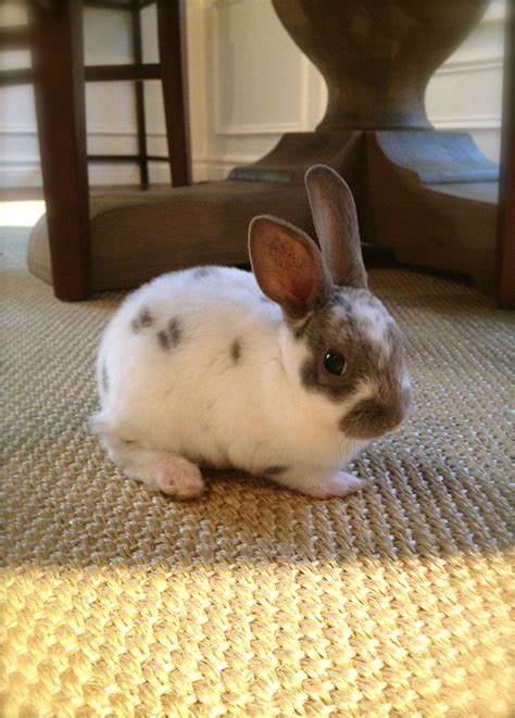 What To Feed A Mini Rex Rabbit at Ryan Hannum blog