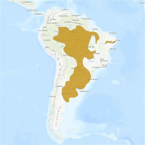 Black And White Tegus