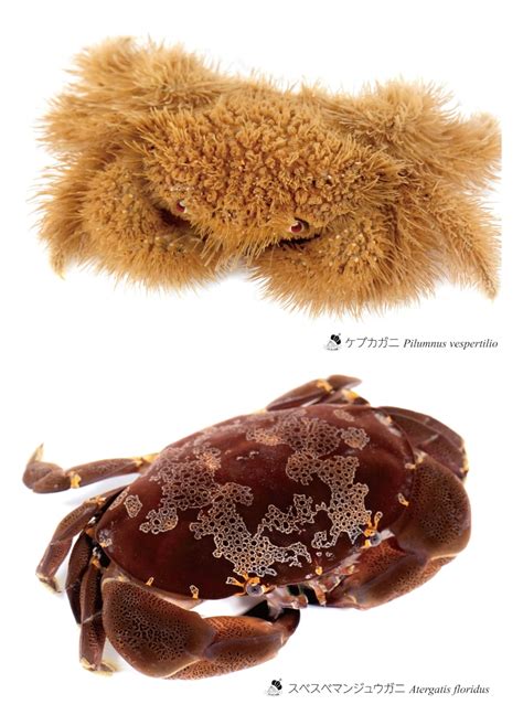 【クリアファイル】スベマン＆ケブカガニ | ヤドカリの国