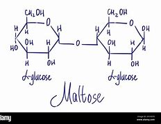 Image result for maltose
