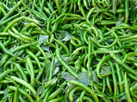 Chilli (मिर्च - हरी) – Wholesale Price & Suppliers India