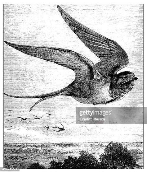 Sky And Bird Soaring Drawing Photos and Premium High Res Pictures ...