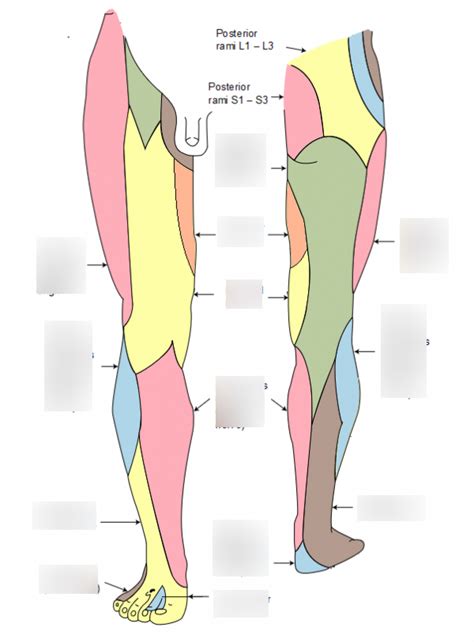 Peripheral Nerve Distribution 的图像结果