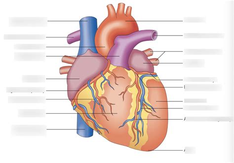 Heart Structure Tutorial 的图像结果