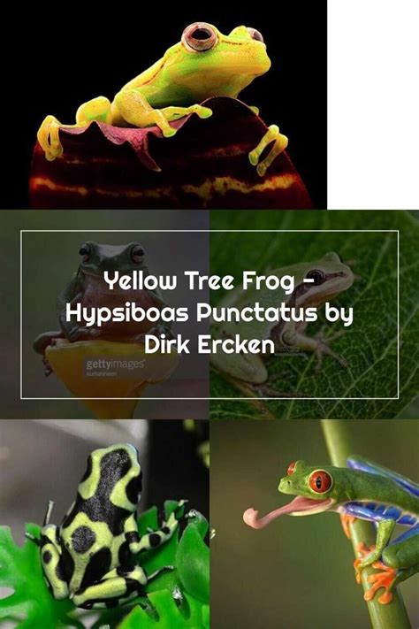 Image result for Yellow Tree Frog