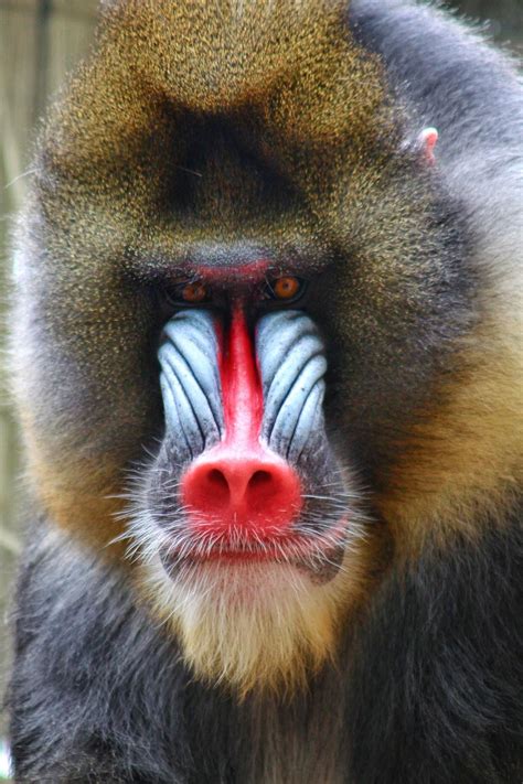 MANDRILL, an Old World MONKEY . "The Mandrill (Scientific name ...