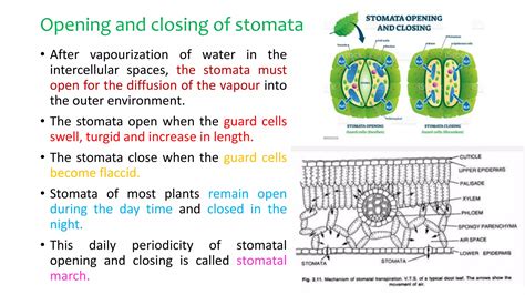 Mechanism of stomatal transpiration | PPTX