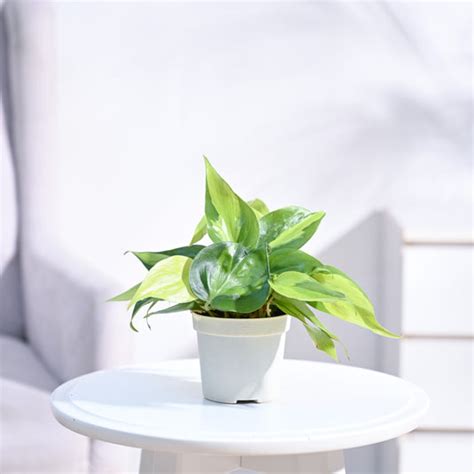 Philodendron Brasil Plant with GroPot – Ugaoo