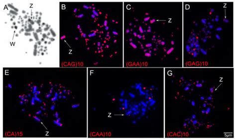 Karyotype Evolution and Genomic Organization of Repetitive DNAs in the ...