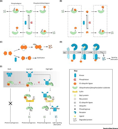 Image result for Proteolysis Post-Translational Modification