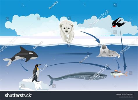 Polar Bear Food Chain: Over 15 Royalty-Free Licensable Stock ...