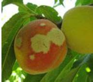 Irregularly shaped necrotic lesions were observed on leaves in orchard ...