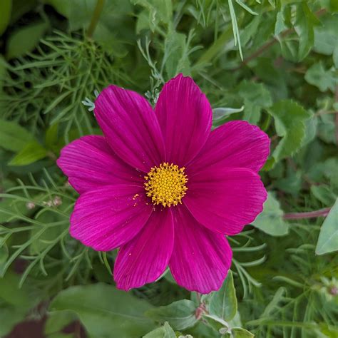 Blumenbouquet in Rot – Einjährige Blühmischung aus 17 leuchtend roten ...