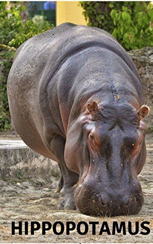 HIPPOPOTAMUS : PHOTOBOOK eBook : ENG, MAI: Amazon.in: Kindle Store