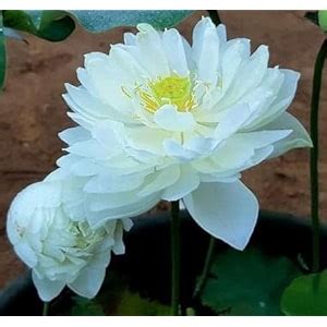 Indian Gardens - Lotus live plant | Rare plant | Original color ...