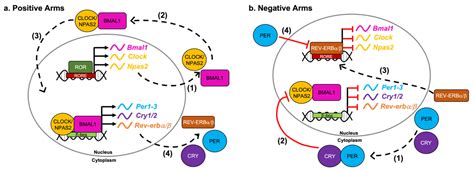 The Circadian Regulation of Nutrient Metabolism in Diet-Induced Obesity ...