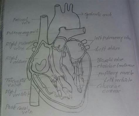 how to draw internal structure of human heart easily? - Brainly.in