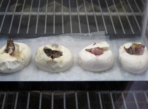 Ball Python Hatching 的图像结果