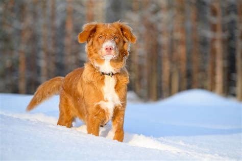 Nova Scotia Duck Tolling Retriever – GoofyTails