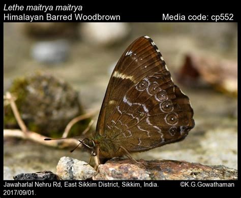 Lethe maitrya de Nicéville, [1881] - Barred Woodbrown | Butterfly