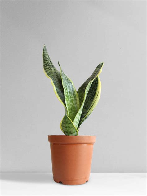 Snake Plant Futura Superba (Medium) – Greenkin