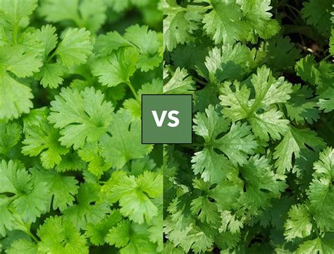 Cilantro vs Coriander: What's The Difference?