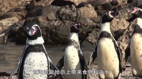 豆瓣评分9.7！这部BBC超萌纪录片《企鹅群里有特务》，让你绝对不舍得快进一秒！ | 阿卡索外教网