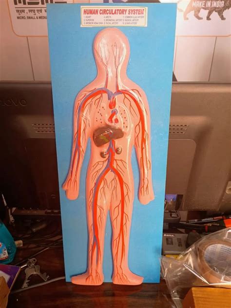 Image result for Working Circulatory Model