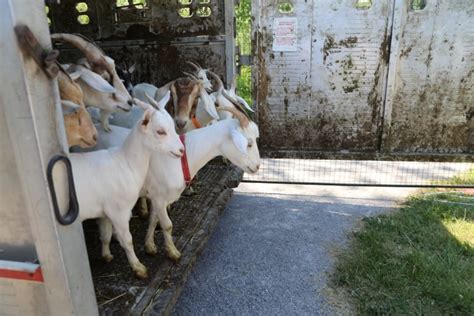 Image result for Loading Goats On Trailer