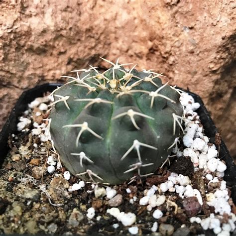 Gymnocalycium Bruchii x Hybrid Cactus Plant