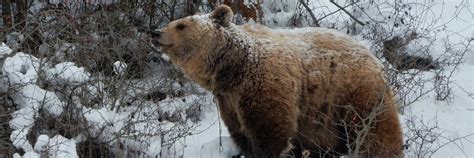 Brown Bear: Torpor or Hibernation? - FOUR PAWS International - Animal ...