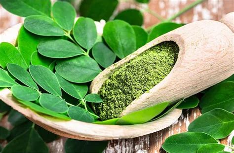 इस चमत्कारी पत्ते को खाने से पूरी होगी विटामिन B12 की कमी, रोजाना सेवन ...