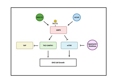 AMPK Signaling Regulates Epithelioid Hemangioendothelioma Cell Growth ...