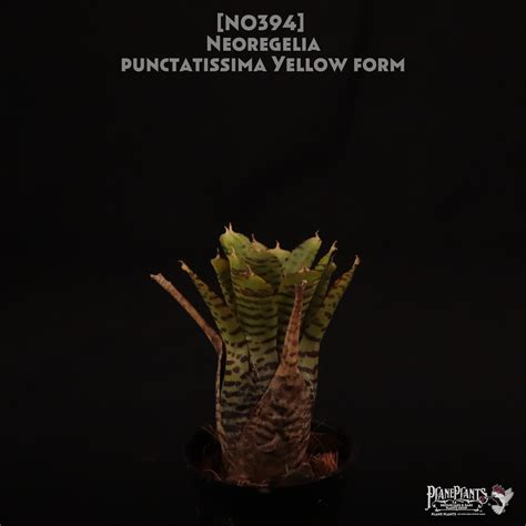 【送料無料】Neoregelia punctatissima yellow form〔ネオレゲリア〕現品発送N0394 | plane plants