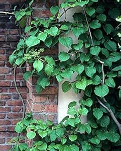HERBALISM Prasarini Gandhali Daun Gandha bhadulia Paduri lata Kentut ...