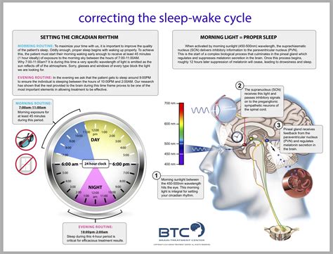 How To Adjust Your Circadian Rhythm at Corrina Lynch blog