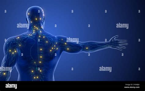 Image result for Animation On Lymphatic System