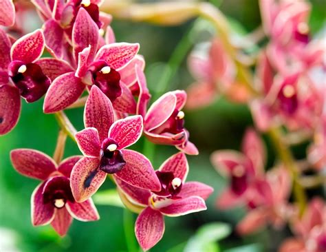 Orchid Seminar and Workshop, 9008 Old M 78, Haslett, MI, United States ...
